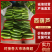 山东西葫芦绿皮西葫芦基地直发品质保证全国发货