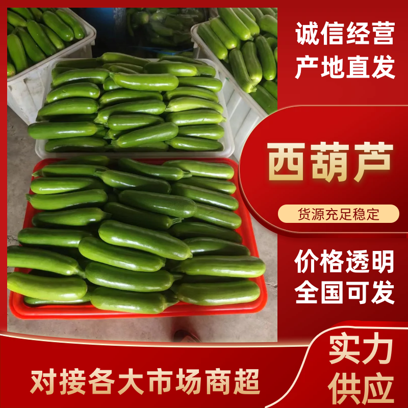 山东西葫芦绿皮西葫芦基地直发品质保证全国发货