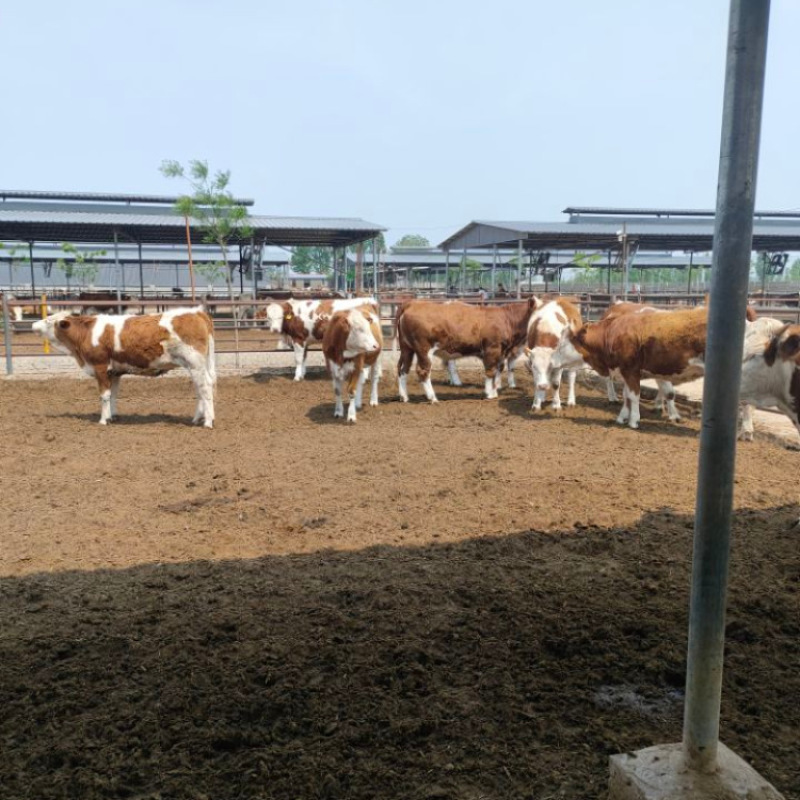 小牛犊活体西门塔尔牛犊3-6个月肉牛犊纯种牛犊子活体价格