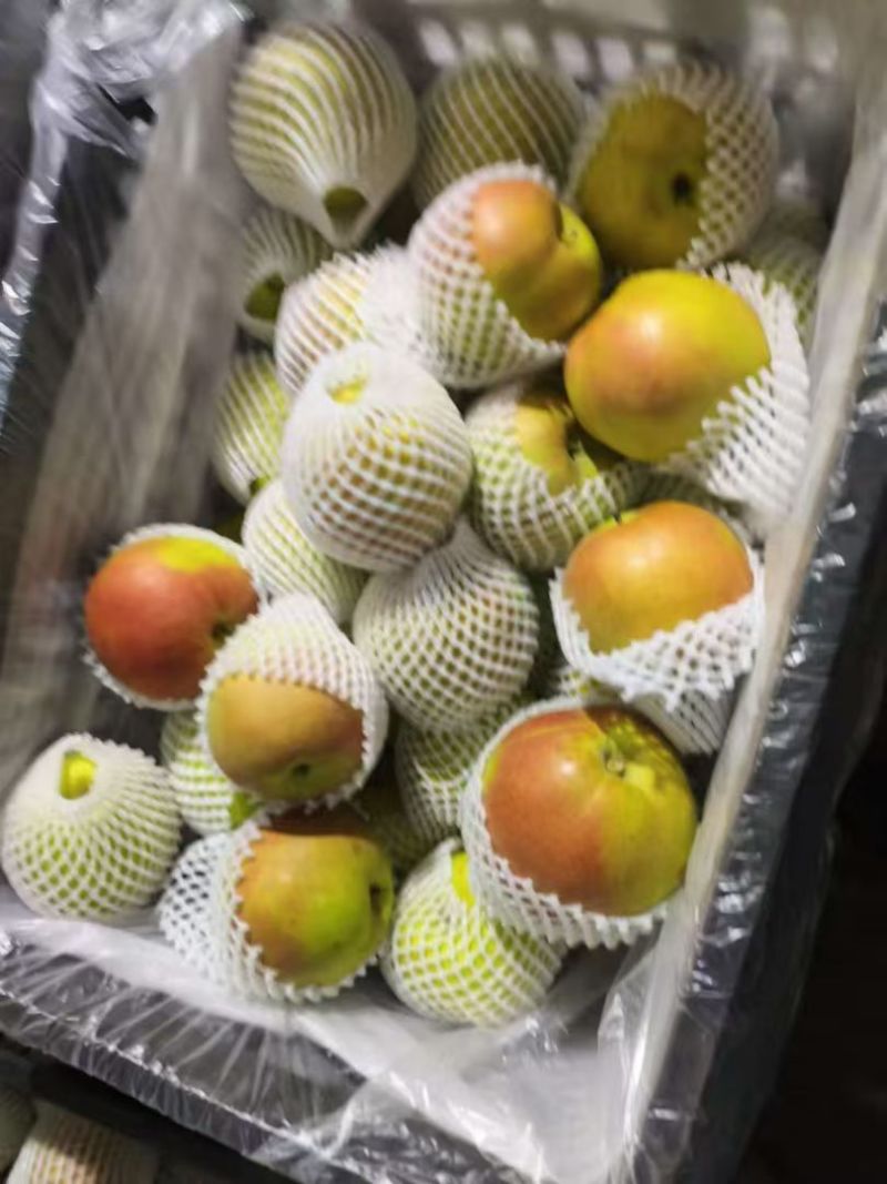 河北玉露香梨整箱批发现摘脆甜应季水果酥梨子