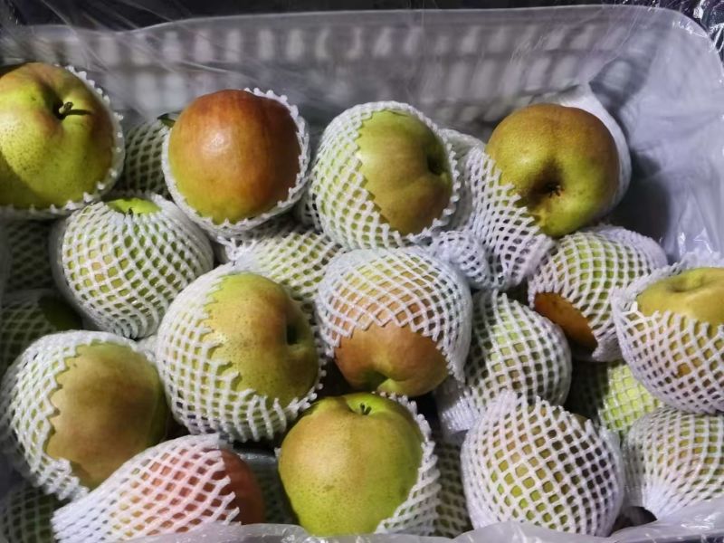 河北玉露香梨整箱批发现摘脆甜应季水果酥梨子