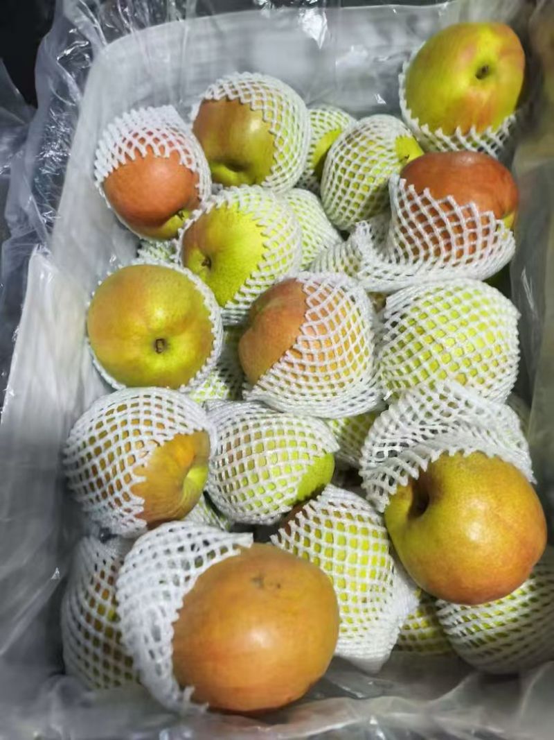 河北玉露香梨整箱批发现摘脆甜应季水果酥梨子