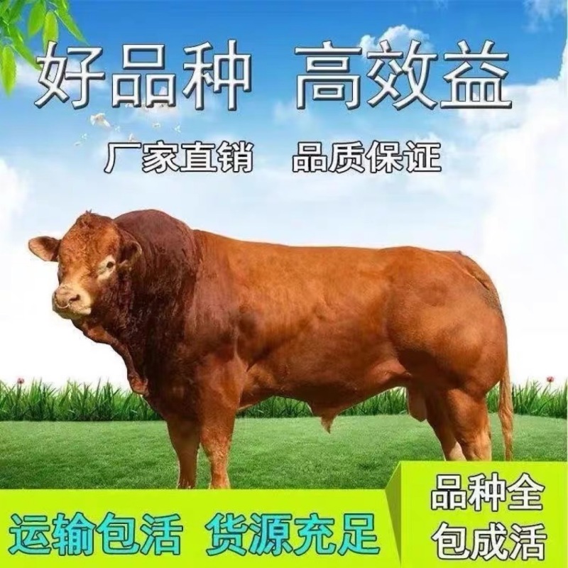 活牛小牛犊出售云南贵州四川江西山东活体湖北大型肉牛犊黄牛