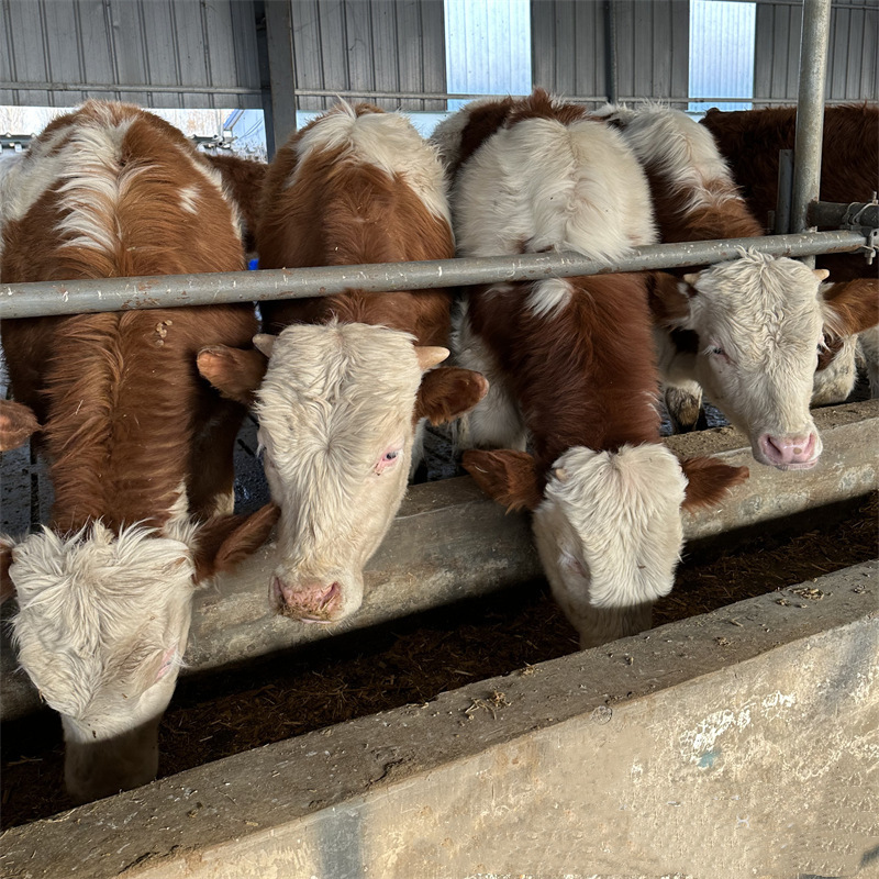 小肉牛犊母牛牛仔大型活体出售四川云南3-6个月活牛西门塔