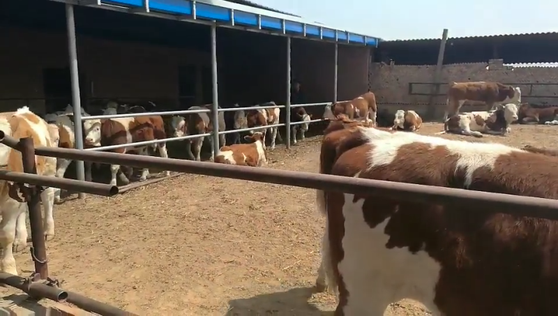 鲁西黄牛肉牛犊种牛利木赞牛西门塔尔云南活牛出售活体小牛牛
