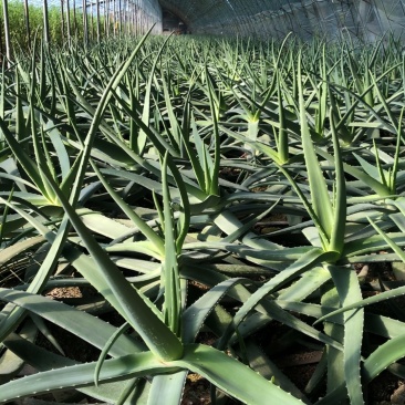 新鲜芦荟库拉索芦荟山东宁阳产地新鲜发货