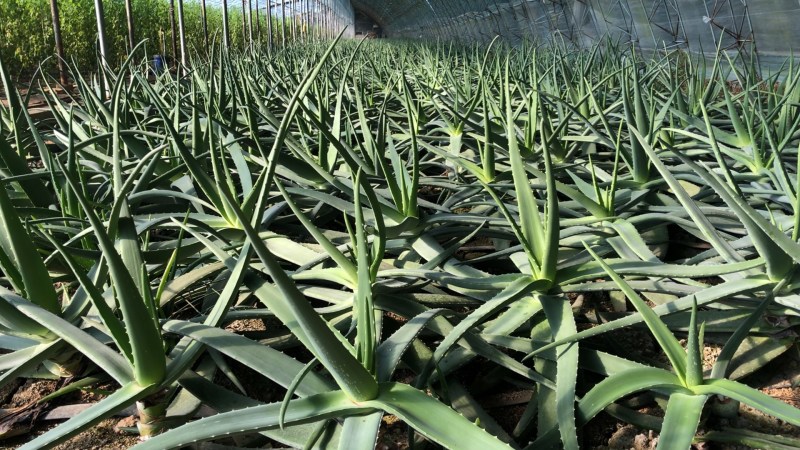 新鲜芦荟库拉索芦荟山东宁阳产地新鲜发货