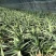 新鲜芦荟库拉索芦荟山东宁阳产地新鲜发货