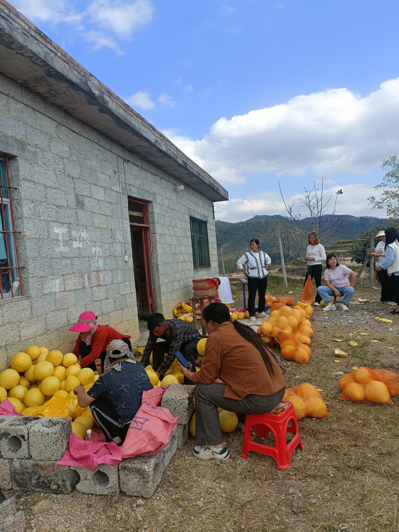 红肉蜜柚10月份成熟，支持视频看货，可发往全国市场
