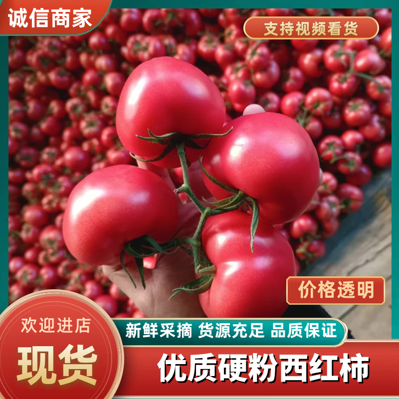 西红柿河北精品硬粉西红柿大量供应随行就市量大从优