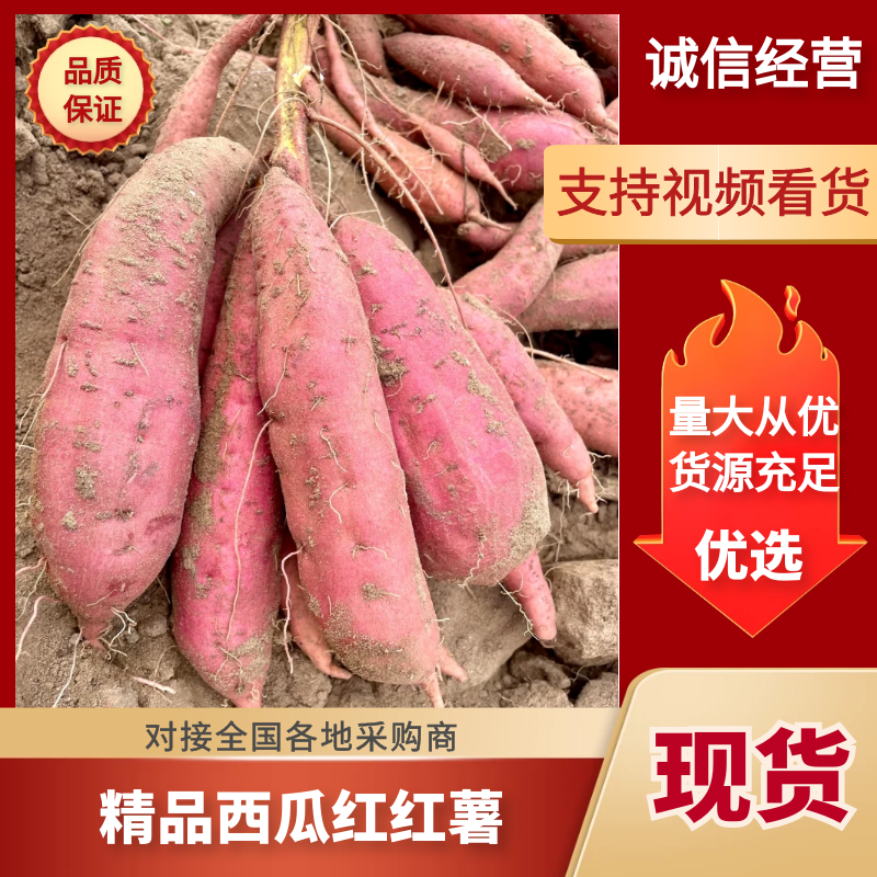 河北精品西瓜红红薯大量供应中随行就市质量保证