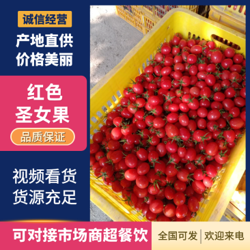 广西田阳圣女果千禧圣女果大量上市价格实惠品质保障