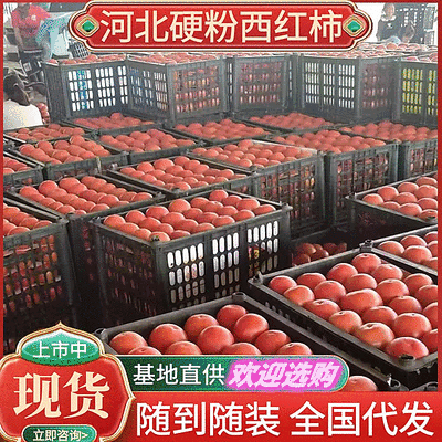 河北西红柿优质硬粉西红柿随行就市产地直发，价格优惠