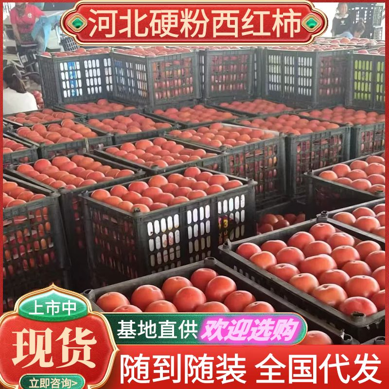河北西红柿优质硬粉西红柿随行就市产地直发，价格优惠