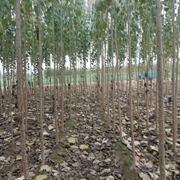 杨树苗1--3公分，107杨树种条基地直发欢迎来电