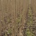 山东聊城107杨树苗杨树基地直发可视频大量供应