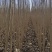 山东聊城107杨树苗杨树基地直发可视频大量供应
