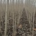 优质107杨树苗杨树苗基地直发可视频看货