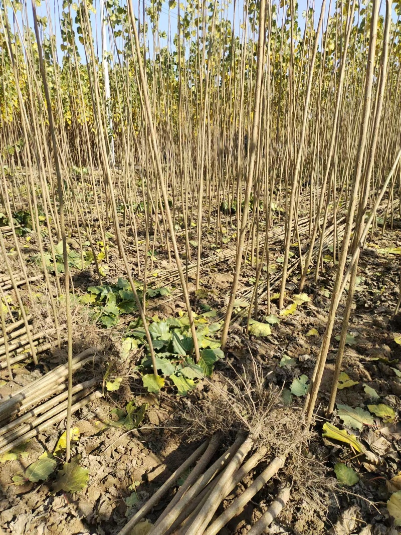 优质107杨树苗杨树苗基地直发可视频看货