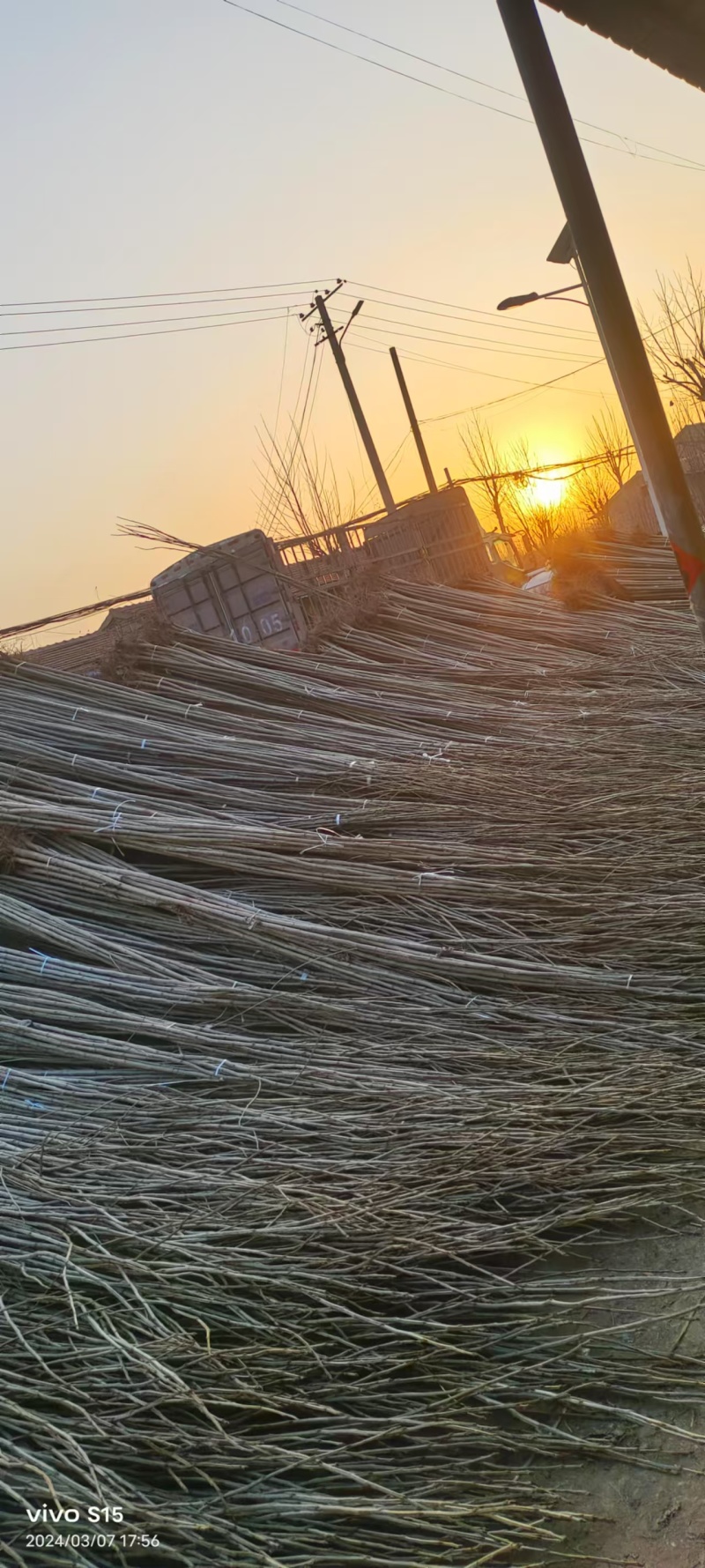 优质107杨树苗杨树苗基地直发可视频看货