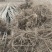 优质107杨树苗杨树苗基地直发可视频看货