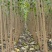 107杨树苗10cm以下杨树苗基地直发可视频看货