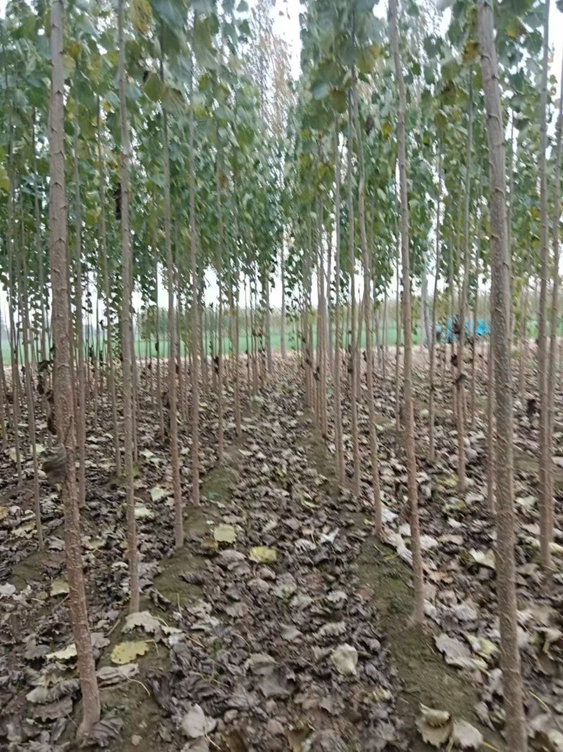 107杨树苗10cm以下杨树苗基地直发可视频看货