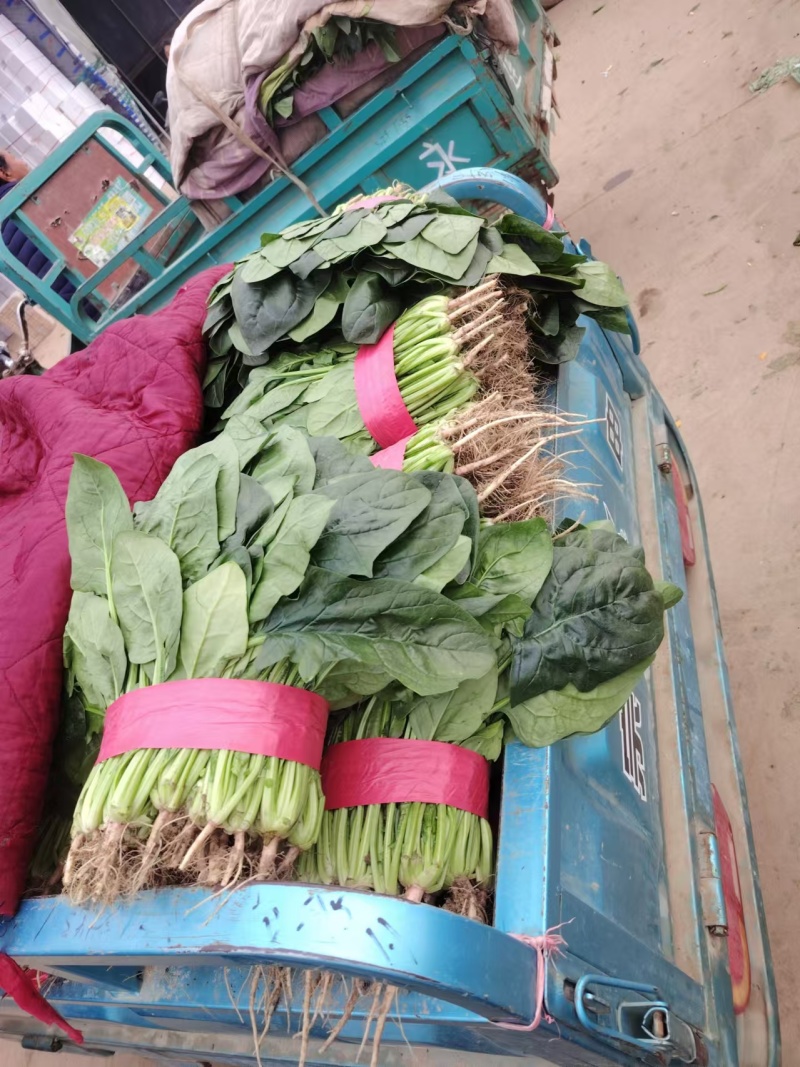 推荐河北邯郸菠菜新鲜采摘大量有货