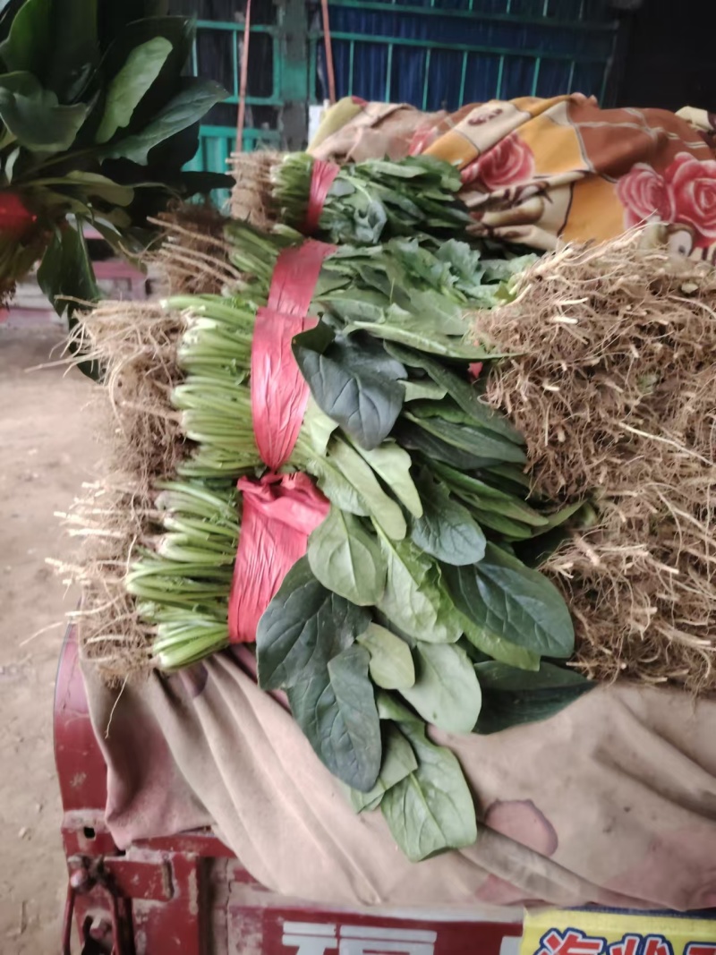 推荐河北邯郸菠菜新鲜采摘大量有货