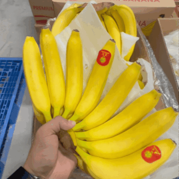 特价精品进口菲律宾香蕉,香甜软糯,品质保证,可发全国。