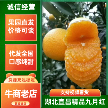 秭归脐橙中华红橙血橙产地直供量大从优欢迎订购