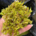 原产石斛干花非野生花茶铁皮石斛花批发今年新货烤干当