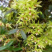 原产石斛干花非野生花茶铁皮石斛花批发今年新货烤干当
