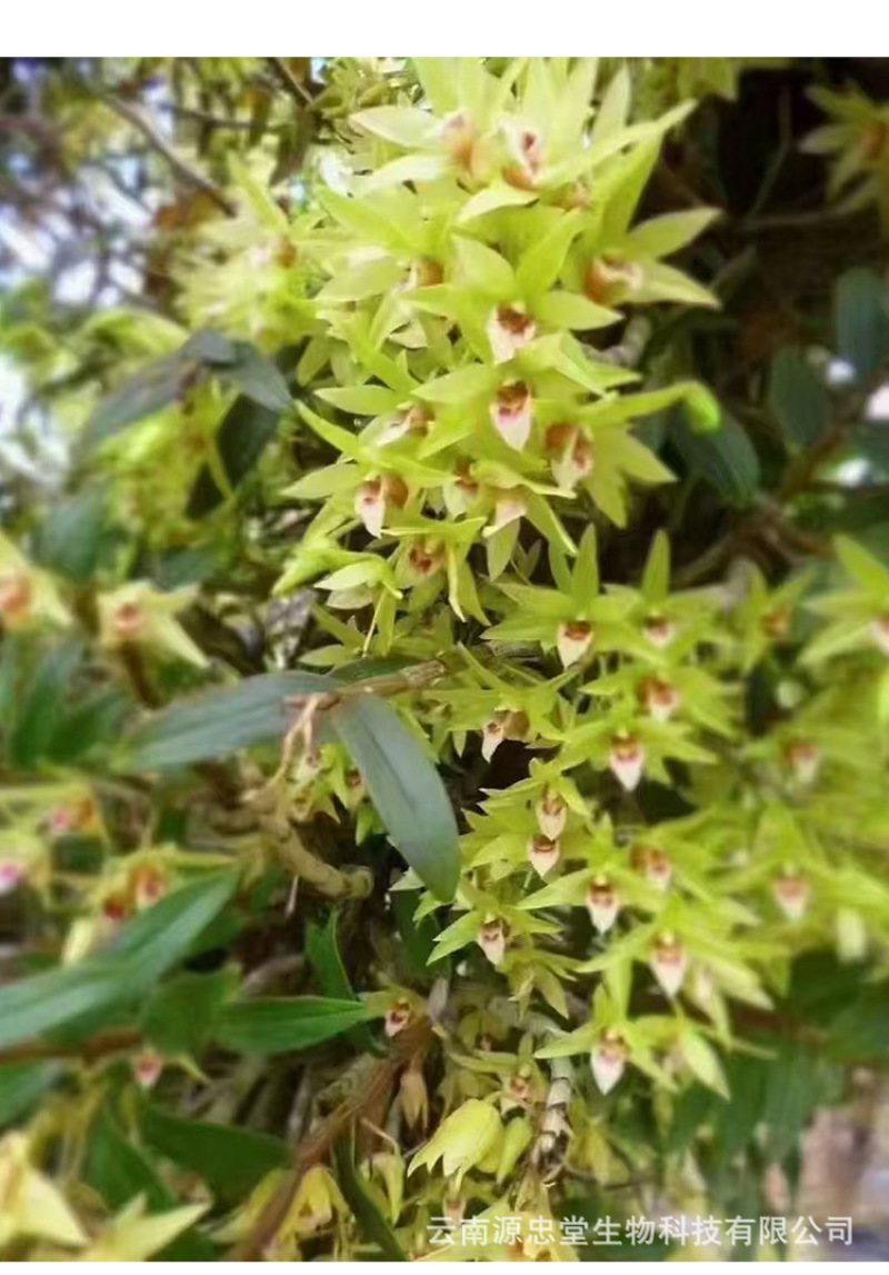 原产石斛干花非野生花茶铁皮石斛花批发今年新货烤干当