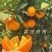 【一件代发】四川大凉山精品雷波脐橙产地直发质量保证包邮