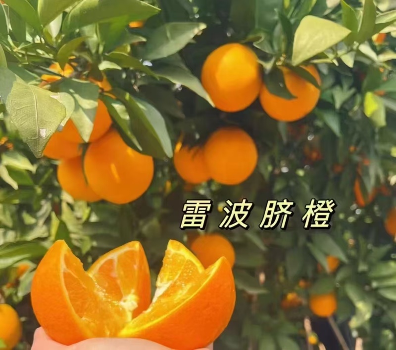 【一件代发】四川大凉山精品雷波脐橙产地直发质量保证包邮