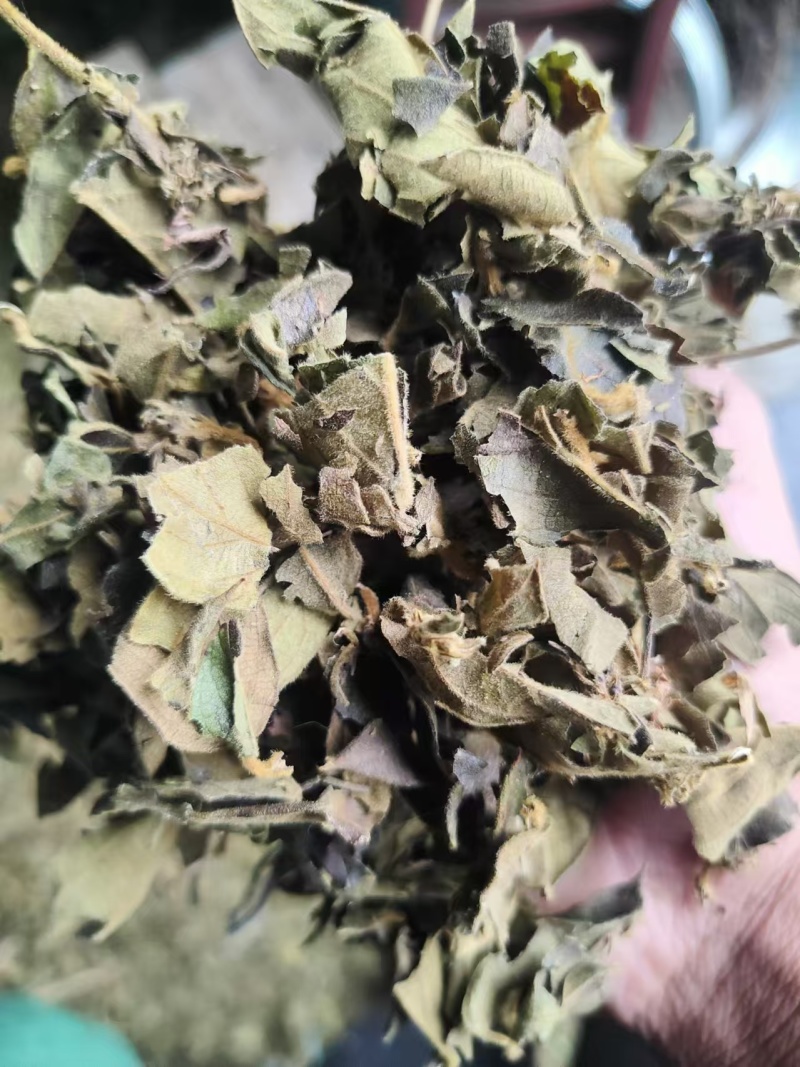 金银花叶产地直发无公害无化肥自然生长价格美丽