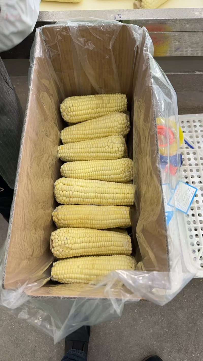 速冻糯玉米厂家直发一手货源价格美丽欢迎致电咨询