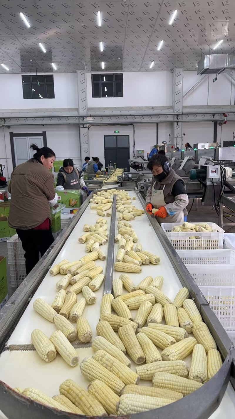 速冻糯玉米，万2000品种，品质好，质量保证欢迎致电咨询