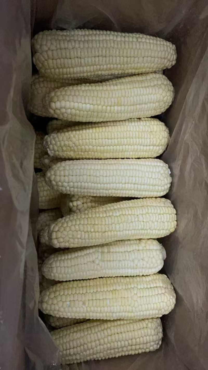 速冻糯玉米，万2000品种，品质好，质量保证欢迎致电咨询
