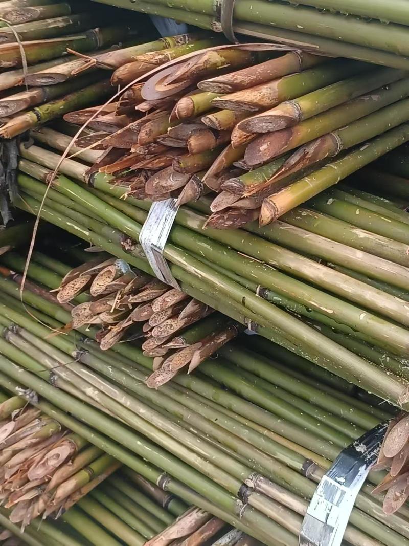 上饶德兴市精品竹子，保质保量，欢迎各位老板前来选购