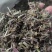 精品新荆芥珠规格批发零售各种规格中药材，产地直发