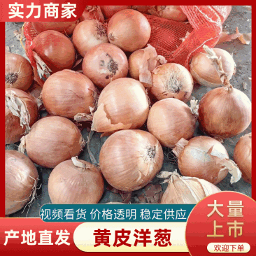 一手货，黄皮洋葱精品克洛基特，供应各大市场