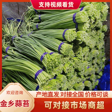 红帽蒜苔产地直发,价格便宜量大从优欢迎咨询