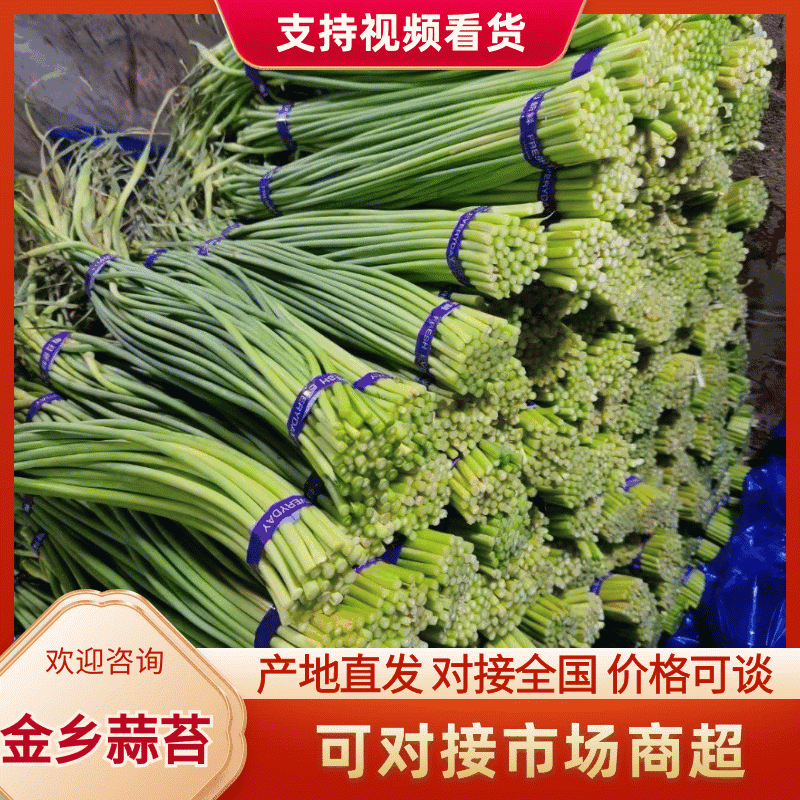 红帽蒜苔产地直发，价格便宜量大从优欢迎咨询