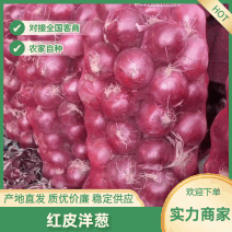 洋葱红皮洋葱山东产区直发保质保量常年有货实力供