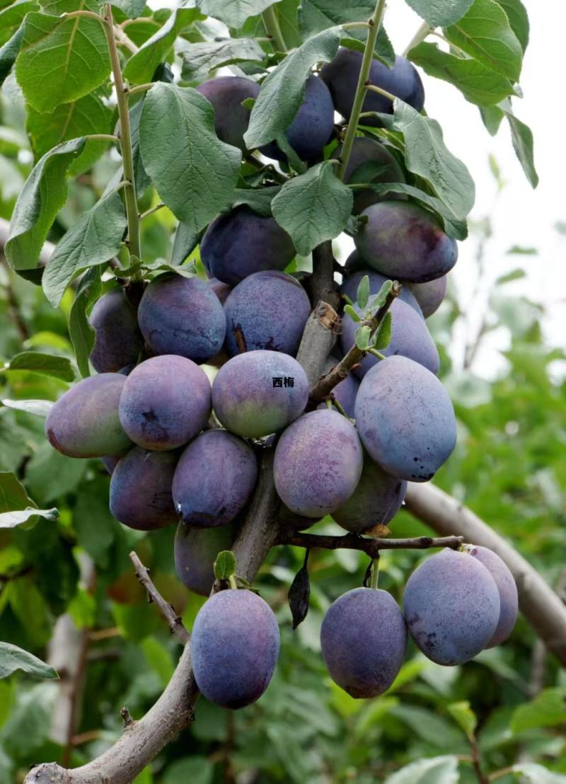 新疆伽师西梅干精品新货源头厂家批发量大质优
