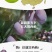 新疆伽师西梅干精品新货源头厂家批发量大质优