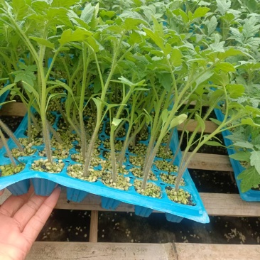 硬粉西红柿苗粉果番茄苗耐低温抗性好高产好管理