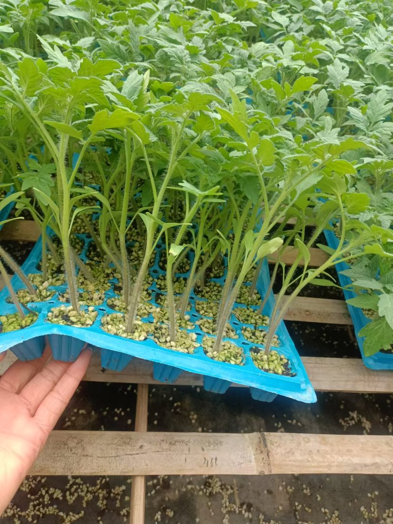 硬粉西红柿苗粉果番茄苗耐低温抗性好高产好管理
